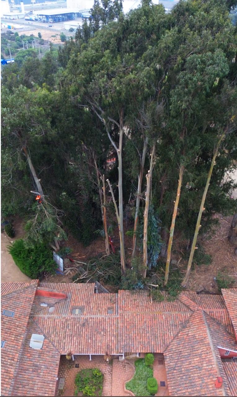 Vista aérea de árboles intervenidos