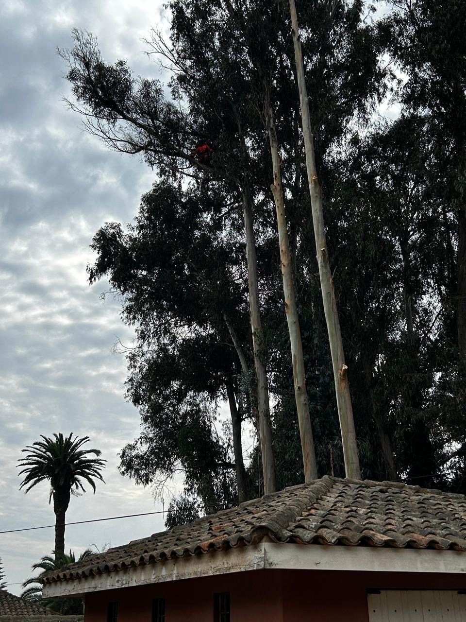 Árboles cercanos a vivienda